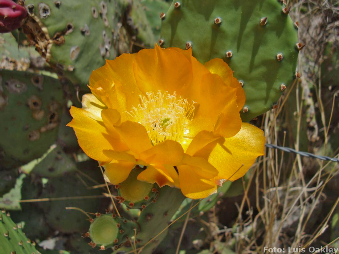 Instituto de Botánica Darwinion
